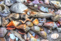 Shells IV Framed Print