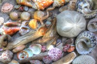 Shells V Framed Print