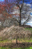 Spring Cherry Tree Fine Art Print