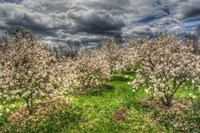 Spring Orchard Fine Art Print