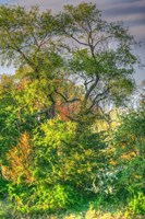 Spring Trees Vertical Fine Art Print