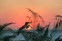 Sunset Gull and Fronds Fine Art Print