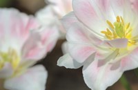 Three Pinks CU Fine Art Print