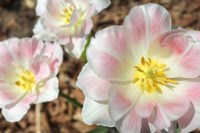 Three Pinks Fine Art Print