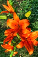 Tiger Lilies I Fine Art Print