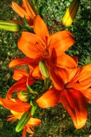 Tiger Lillies III Fine Art Print