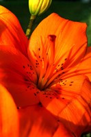 Tiger Lillies IV Fine Art Print