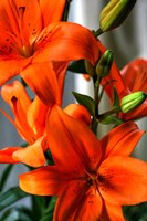 Tiger Lillies V Fine Art Print