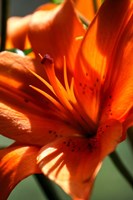 Tiger Lillies VI Fine Art Print