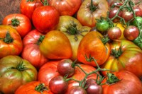 Tomatoes 2015 Fine Art Print