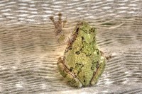 Tree Frog Fine Art Print