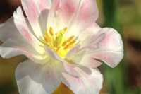 Tulip Pink CU Fine Art Print