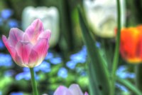 Tulips Four Fine Art Print