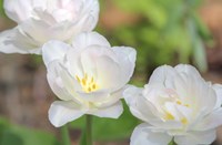 Tulip Three Fine Art Print