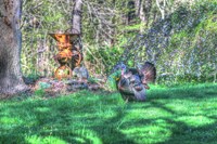 Turkey and Corn Husker Fine Art Print