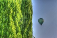 Tuscan Cedar and Balloon Fine Art Print