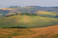 Tuscan Hill Sheep Fine Art Print