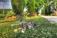 Tuscan Sleepy Cat Fine Art Print