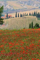 Tuscan Vertical Poppies Fine Art Print