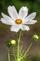 White Flower Vertical Fine Art Print