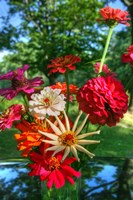 Zinnia Bouquet Fine Art Print