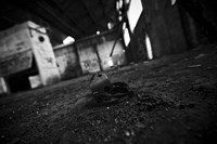 Chalumiste Fine Art Print