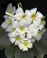 Plumaria Fine Art Print