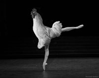 Beautiful Cock Fine Art Print