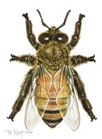 Drone Honey Bee Fine Art Print