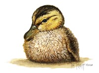 Duckling Fine Art Print