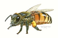 Honey Bee Fine Art Print