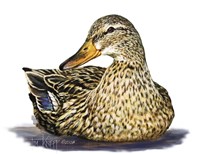 Mallard Duck Fine Art Print