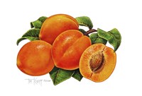 Peaches Fine Art Print