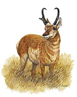 Pronghorn Fine Art Print
