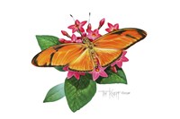 Julia Butterfly Fine Art Print