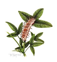 Julia Caterpillar Fine Art Print