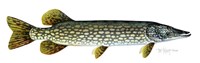 Northern Pike Fine Art Print