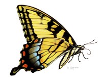 Tiger Swallowtail Butterfly Fine Art Print