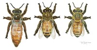 Worker, Drone, And Queen Honey Bees Fine Art Print