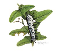 Zebra Caterpillar Fine Art Print