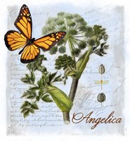 Angelica Herb Framed Print