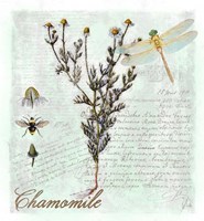 Chamomile Herb Framed Print