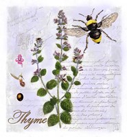Thyme Herb Fine Art Print