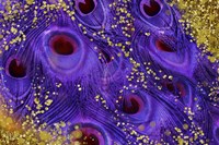 Buried Treasure III Framed Print