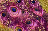 Buried Treasure V Framed Print