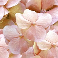 Innocence Pattern Fine Art Print