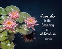Wonder is the Beginning of Wisdom Water Lily Color Fine Art Print