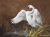 Swan Song Fine Art Print