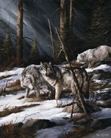 Forest Shadows Fine Art Print