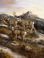 Colorado Royalty Fine Art Print